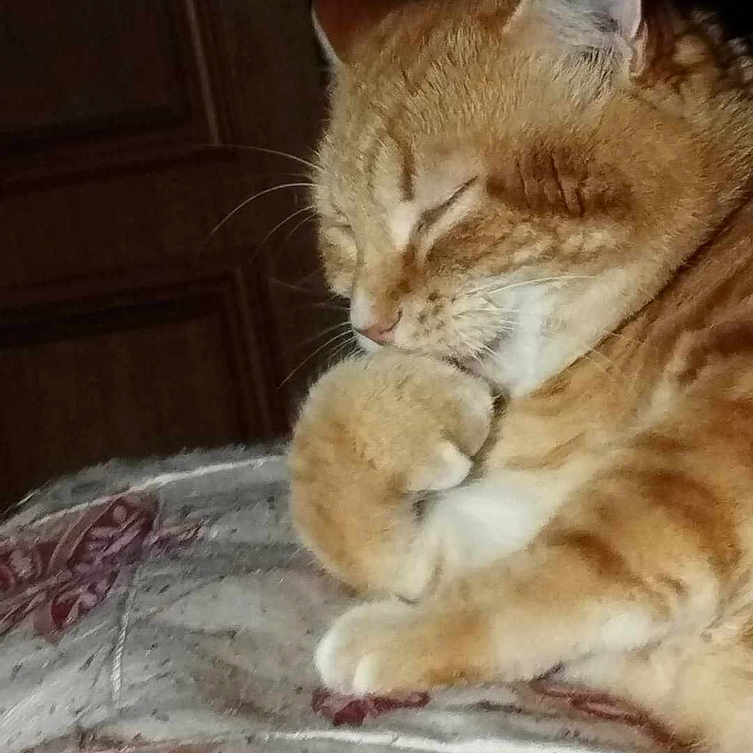 N'Ours a rejoint le concours — aidez-le/la à gagner de superbes lots ! abyssinian, animal, bed, blanket, cat, citrusfruit, cushion, food, fruit, furniture, homedecor, indoors, kitten, manx, orange, person, pet, plant, quilt, sleeping