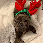 Masala Naya participe au concours pour gagner de l'argent avec cette photo : animal, antlers, blanket, brown, christmas, costume, cute, dog, eyes, face, festive, french_bulldog, fur, headband, holiday, indoors, pet, snug, soft, wrapped