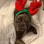 animal, antlers, blanket, brown, christmas, costume, cute, dog, eyes, face, festive, french_bulldog, fur, headband, holiday, indoors, pet, snug, soft, wrapped
