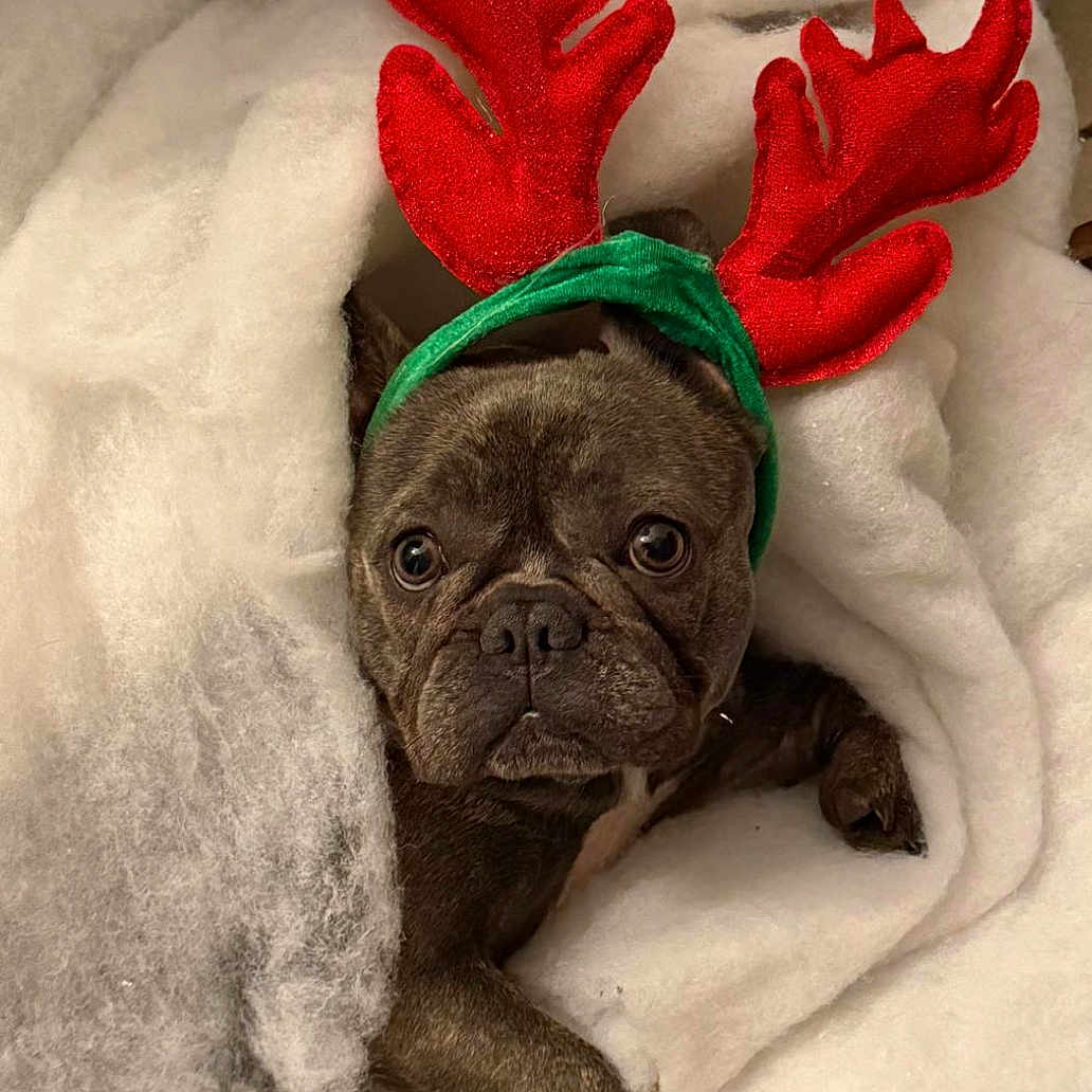 Masala Naya participe au concours pour gagner de l'argent avec cette photo : animal, antlers, blanket, brown, christmas, costume, cute, dog, eyes, face, festive, french_bulldog, fur, headband, holiday, indoors, pet, snug, soft, wrapped