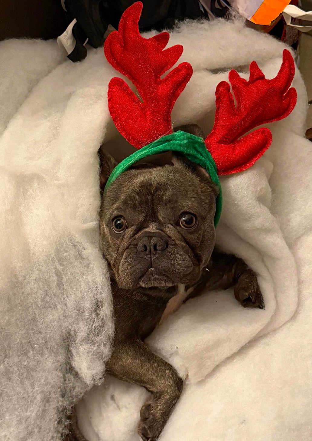 Masala Naya participe au concours pour gagner de l'argent avec cette photo : animal, antlers, blanket, brown, christmas, costume, cute, dog, eyes, face, festive, french_bulldog, fur, headband, holiday, indoors, pet, snug, soft, wrapped
