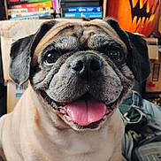 Jerry Josev Bealcher joined the competition — help win amazing prizes! dog, pug, smiling, tongue_out, pet, indoor, jack_o_lantern, pumpkin, halloween, nostalgia, vhs_tapes, shelf, cute, face, close_up, animal, happy, portrait, funny, companion