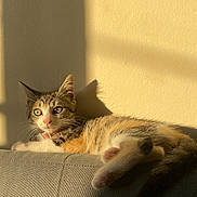 Cannelle a rejoint le concours — aidez-le/la à gagner de superbes lots ! abyssinian, animal, architecture, armchair, building, cat, chair, couch, cushion, furniture, homedecor, indoors, kitten, livingroom, manx, person, pet, room, siamese, sleeping