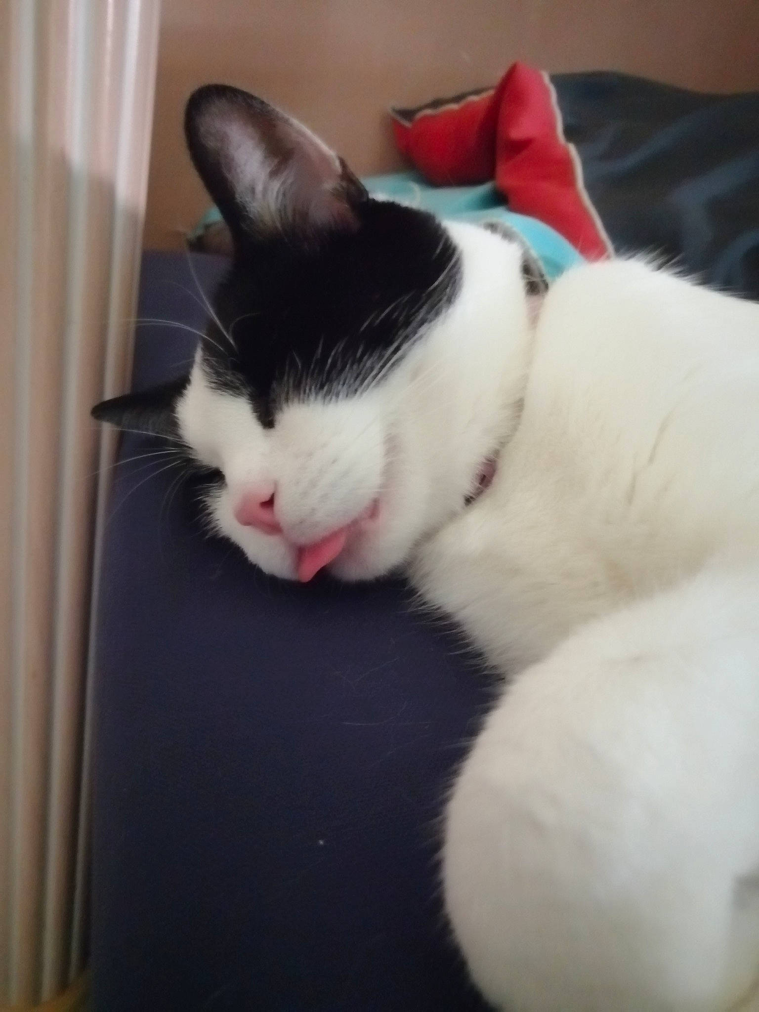 Domino participe au concours pour gagner de l'argent avec cette photo : carnivore, cat, domestic_short_haired_cat, ear, felidae, fur, japanese_bobtail, kitten, nap, nose, paw, polydactyl_cat, skin, sleep, small_to_medium_sized_cats, snout, tail, whiskers