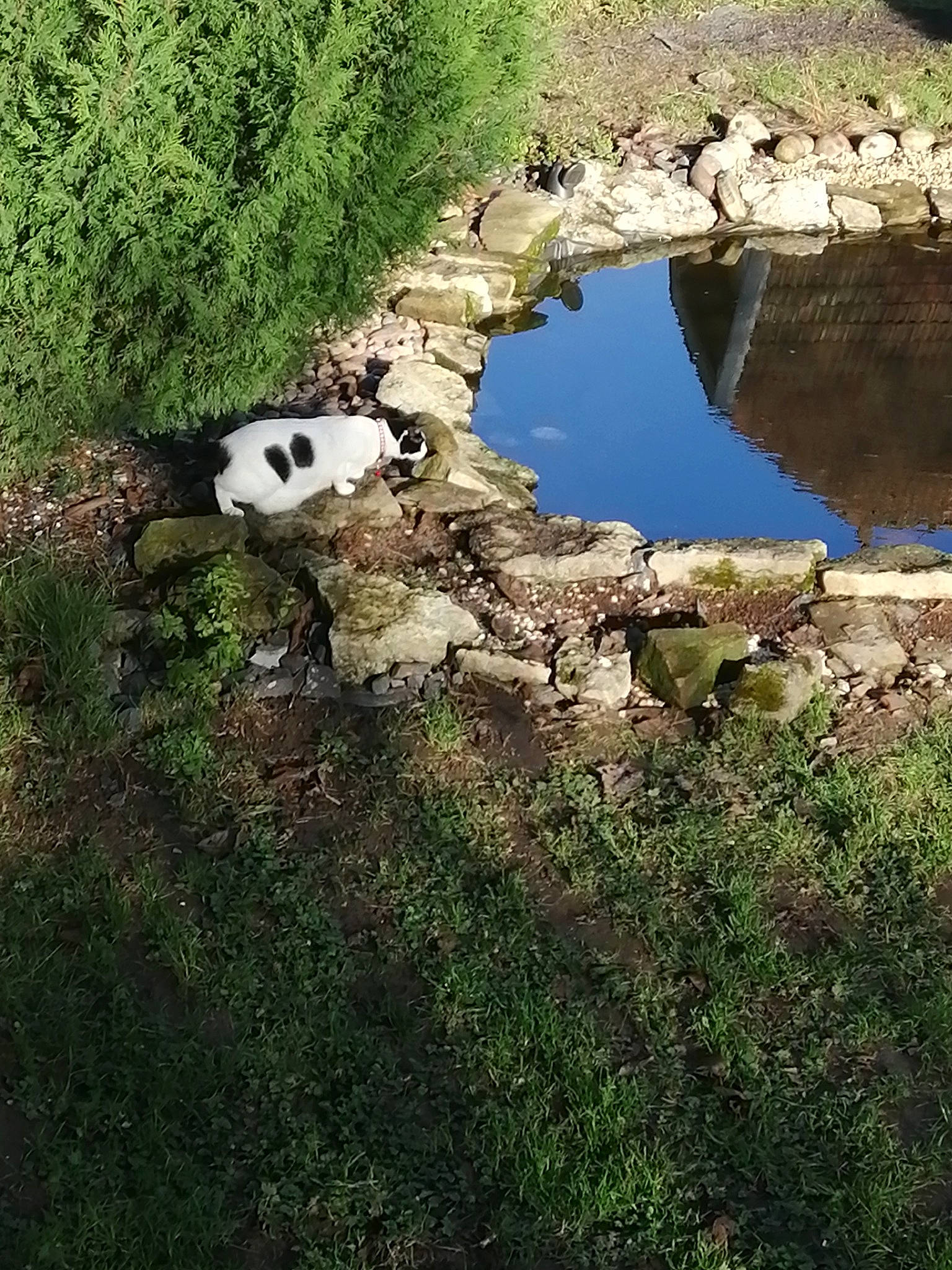 Domino participe au concours pour gagner de l'argent avec cette photo : bedrock, biome, carnivore, grass, groundcover, jungle, lake, landscape, natural_landscape, nature_reserve, panda, plant, rock, shrub, soil, terrestrial_animal, tree, water, wilderness, working_animal
