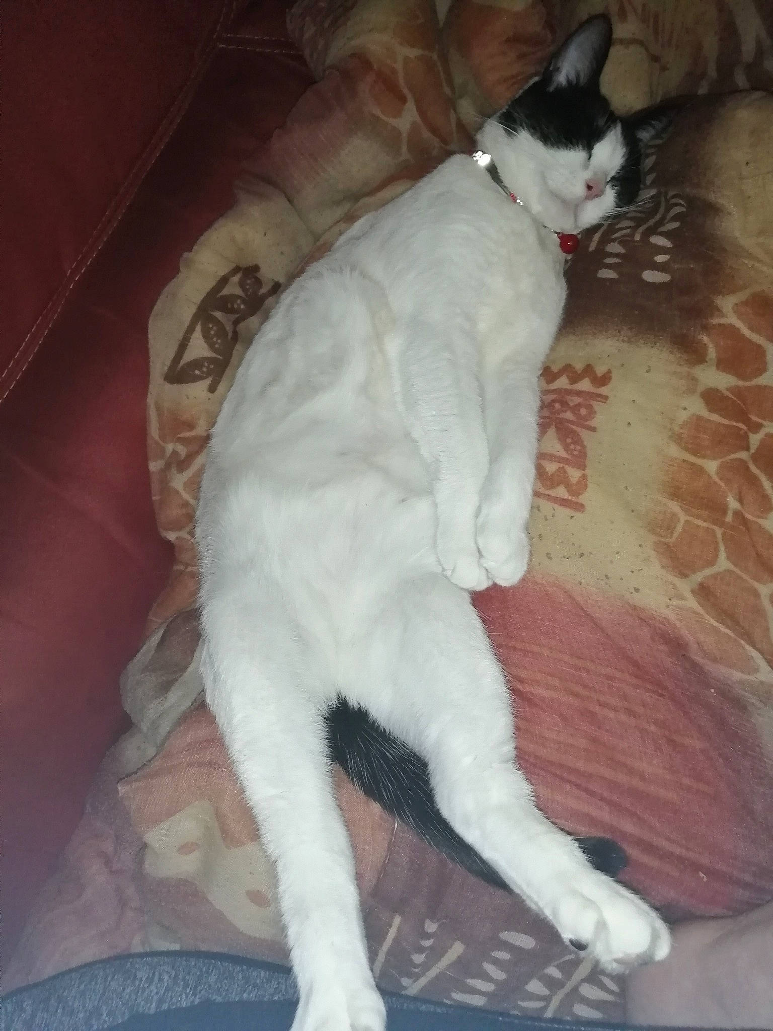 Domino participe au concours pour gagner de l'argent avec cette photo : carnivore, cat, comfort, dog_breed, domestic_short_haired_cat, ear, fawn, felidae, flooring, foot, fur, human_leg, lap, nap, paw, sitting, small_to_medium_sized_cats, snout, tail, whiskers