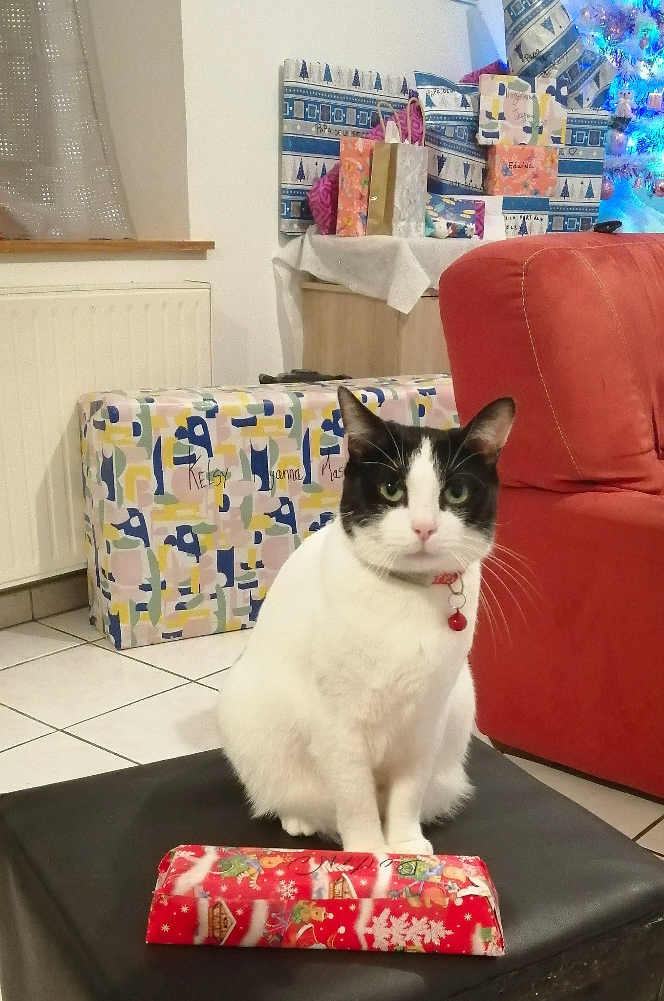 Domino a rejoint le concours — aidez-le/la à gagner de superbes lots ! blue, carnivore, cat, comfort, couch, curtain, felidae, flooring, fur, furniture, linens, living_room, pet_supply, picture_frame, room, sitting, small_to_medium_sized_cats, table, tail, whiskers