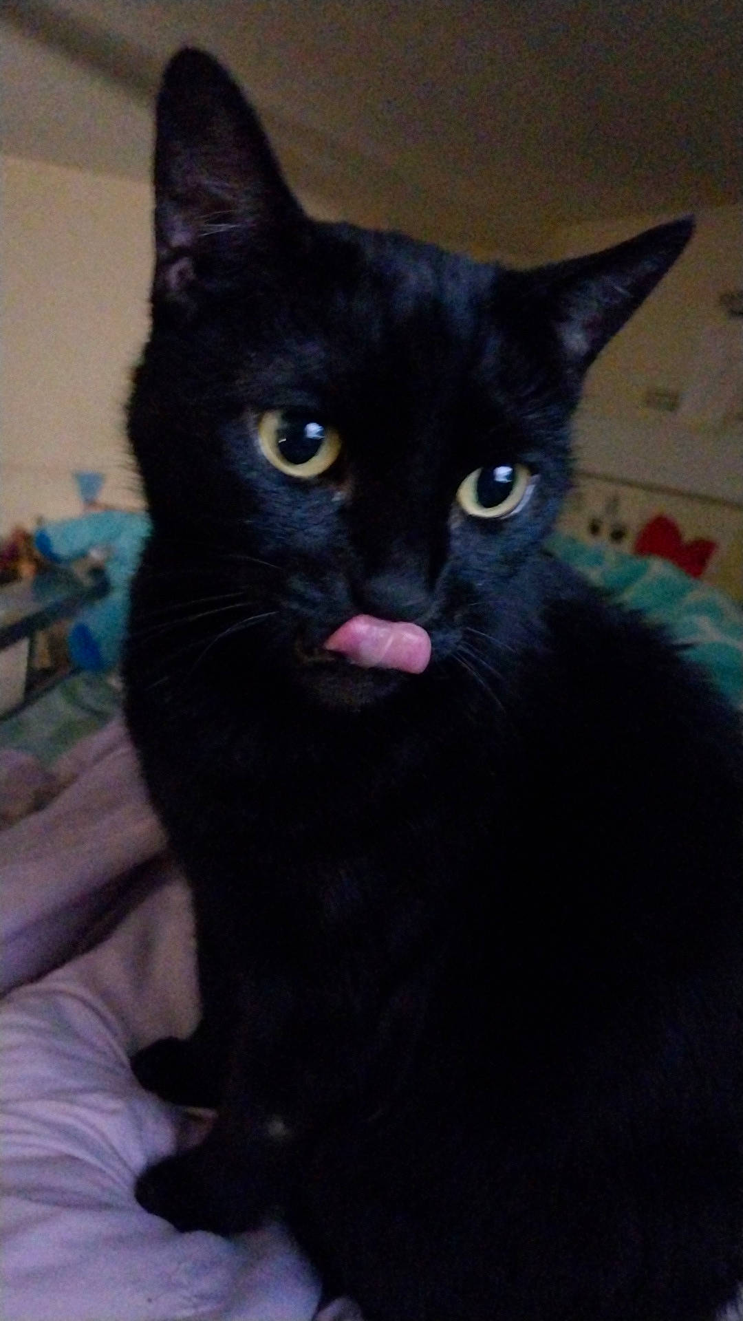 Mississippi is registered to the contest to win money with this photo: black_cat, carnivore, cat, domestic_short_haired_cat, electric_blue, felidae, fur, havana_brown, small_to_medium_sized_cats, snout, terrestrial_animal, whiskers