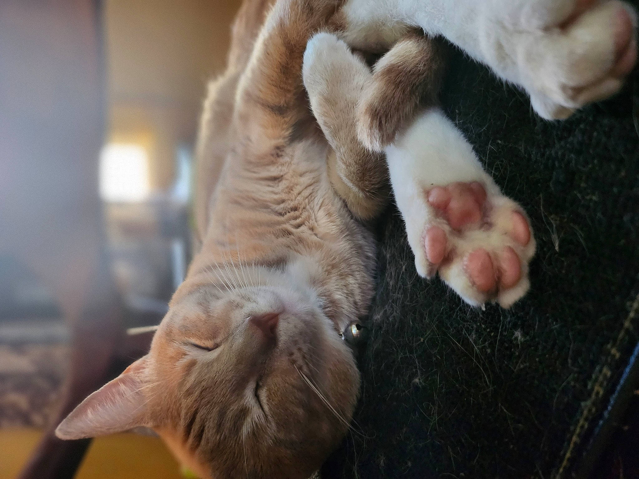 Dipper is registered to the contest to win money with this photo: carnivore, cat, claw, comfort, companion_dog, dog_breed, ear, eye, fawn, felidae, foot, gesture, liver, small_to_medium_sized_cats, snout, sporting_group, tail, terrestrial_animal, whiskers, wrinkle