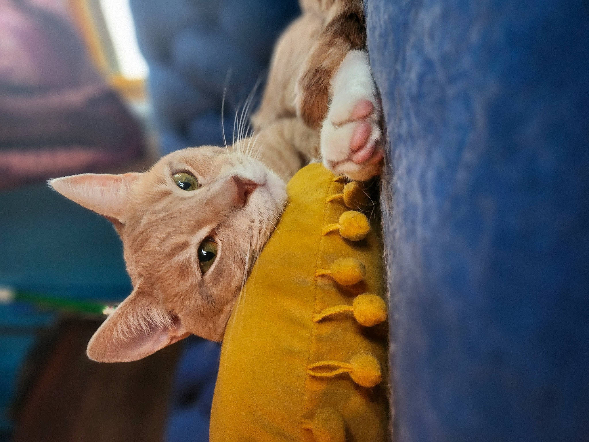 Dipper joined the competition — help win amazing prizes! carnivore, cat, claw, domestic_short_haired_cat, ear, fawn, felidae, fur, gesture, nail, paw, plant, small_to_medium_sized_cats, snout, tail, terrestrial_animal, tree, whiskers, wildlife, wrinkle