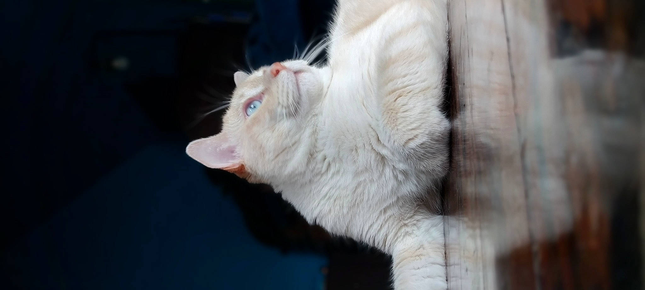 Nyxon joined the competition — help win amazing prizes! carnivore, cat, claw, domestic_short_haired_cat, ear, felidae, fur, paw, small_to_medium_sized_cats, tail, terrestrial_animal, whiskers, window