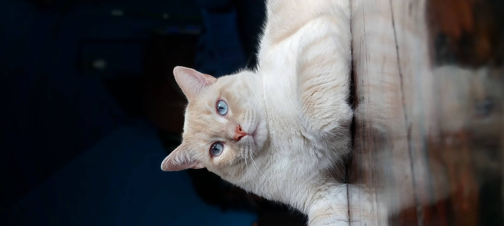 Nyxon is registered to the contest to win money with this photo: carnivore, cat, claw, domestic_short_haired_cat, ear, fawn, felidae, fur, paw, small_to_medium_sized_cats, snout, tail, whiskers, window