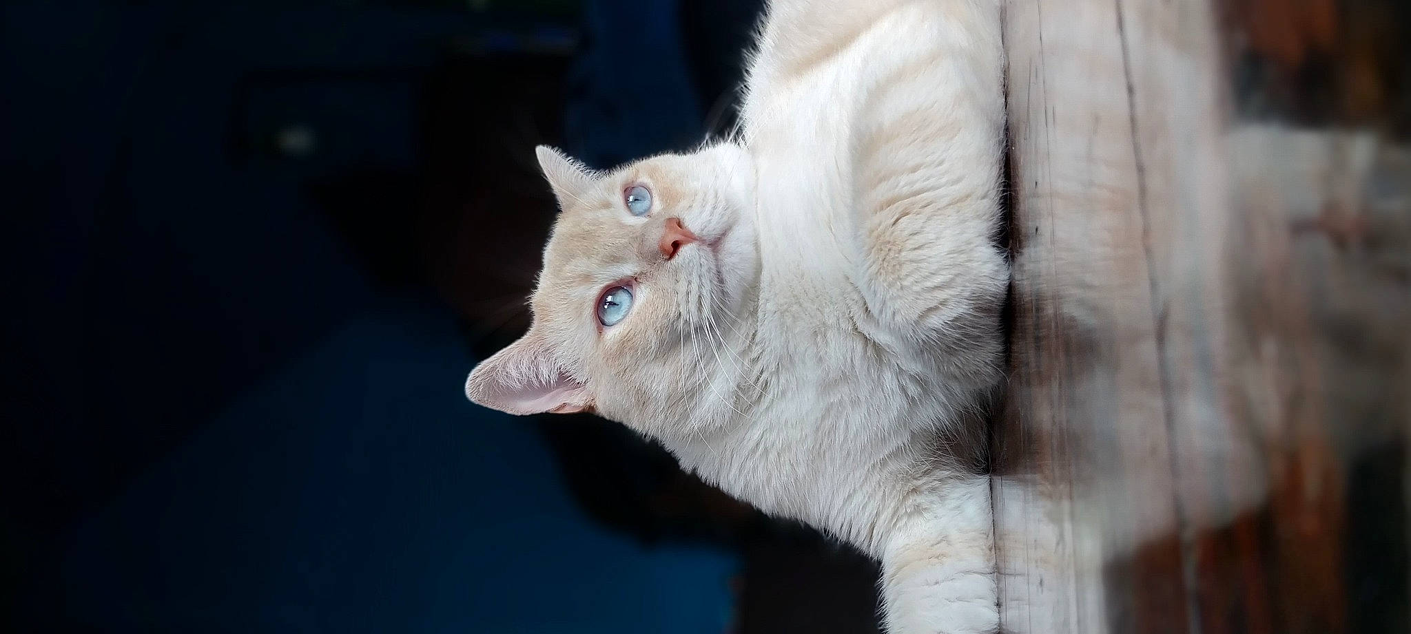 Nyxon joined the competition — help win amazing prizes! carnivore, cat, claw, domestic_short_haired_cat, fang, felidae, fur, paw, small_to_medium_sized_cats, snout, tail, whiskers, window