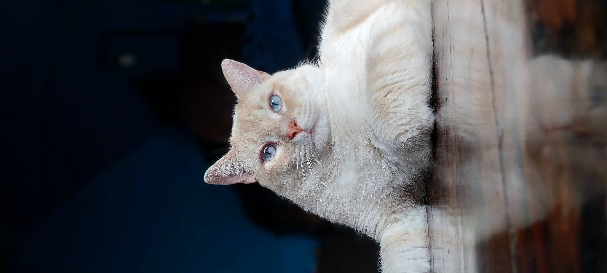 Nyxon joined the competition — help win amazing prizes! carnivore, cat, claw, domestic_short_haired_cat, ear, eye, fang, fawn, felidae, fur, paw, small_to_medium_sized_cats, tail, whiskers