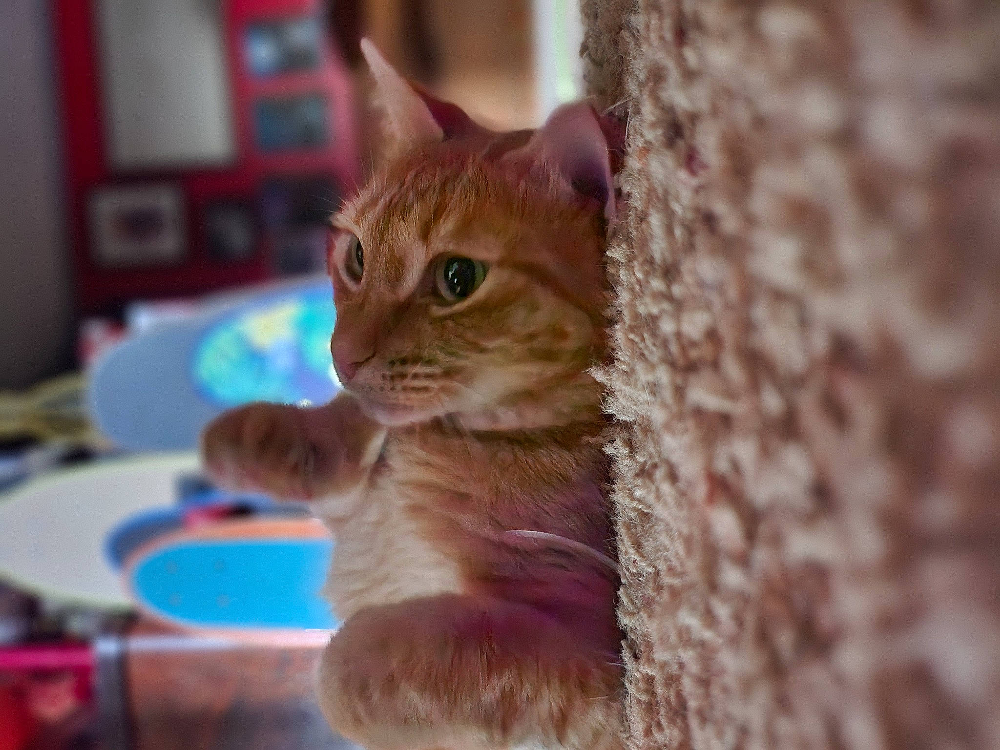 Frig is registered to the contest to win money with this photo: carnivore, cat, claw, domestic_short_haired_cat, door, fawn, felidae, fur, paw, pet_supply, sitting, small_to_medium_sized_cats, snout, table, tail, tree, whiskers, window, wood