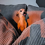 Elysée participe au concours pour gagner de l'argent avec cette photo : adult, animal, blanket, canine, chair, clothing, couch, cushion, dog, female, furniture, homedecor, hound, knitwear, person, pet, puppy, sweater, terrier, woman