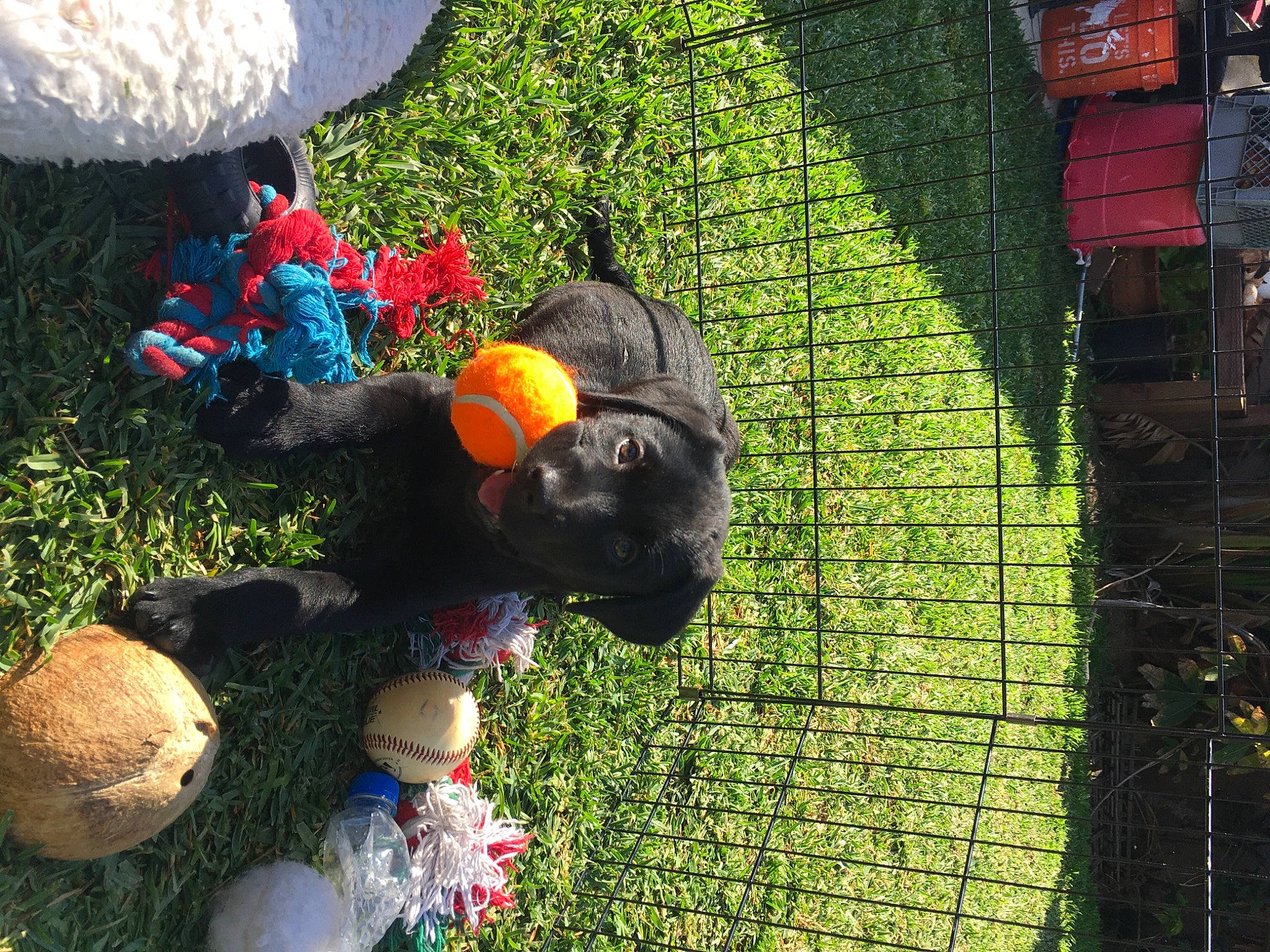 Kolu joined the competition — help win amazing prizes! adaptation, biome, fun, grass, grass_family, hedge, landscape, lawn, lawn_ornament, leisure, mammal, mesh, nature, organism, plant, shrub, toy, vertebrate, wire_fencing, world