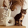 animal, brown, cat, cozy, curious, decor, dried_flowers, feline, indoor, kitten, minimalist, ornamental_grasses, pet, still_life, tabby, table, vase, white, wood, young_animal