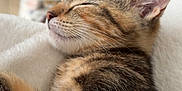 Bonnie participe au concours pour gagner de l'argent avec cette photo : kitten, tabby, sleeping, cat, fur, whiskers, closeup, pet, animal, domestic, cozy, blanket, soft, indoor, cute, peaceful, relaxed, feline, young, resting