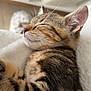 kitten, tabby, sleeping, cat, fur, whiskers, closeup, pet, animal, domestic, cozy, blanket, soft, indoor, cute, peaceful, relaxed, feline, young, resting