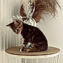 Bonnie a rejoint le concours — aidez-le/la à gagner de superbes lots ! cat, kitten, tabby, table, wood, decoration, pampas_grass, white_leaves, indoor, curious, pet, animal, furniture, brown, soft_light, minimalist, cozy, sitting, looking_down, plant