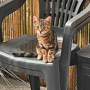 Bonnie a rejoint le concours — aidez-le/la à gagner de superbes lots ! kitten, cat, tabby, plastic_chair, outdoor, bamboo_fence, pet, animal, cute, young, fur, whiskers, tail, paws, sitting, curious, nature, daylight, floor, rug