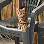 kitten, cat, tabby, plastic_chair, outdoor, bamboo_fence, pet, animal, cute, young, fur, whiskers, tail, paws, sitting, curious, nature, daylight, floor, rug