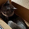 cat, gray_cat, cardboard_box, pet, feline, yellow_eyes, whiskers, fur, cozy, indoor, animal, cute, resting, close_up, portrait, box, relaxed, domestic_cat, soft_light, home