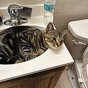Babygirl is registered to the contest to win money with this photo: cat, tabby_cat, sink, bathroom, water_bottle, hairbrush, toilet, tile_floor, wooden_cabinet, faucet, domestic_animal, pet, animal, relaxed, curious, indoor, resting, striped_fur, whiskers, ears