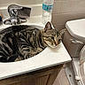 cat, tabby_cat, sink, bathroom, water_bottle, hairbrush, toilet, tile_floor, wooden_cabinet, faucet, domestic_animal, pet, animal, relaxed, curious, indoor, resting, striped_fur, whiskers, ears