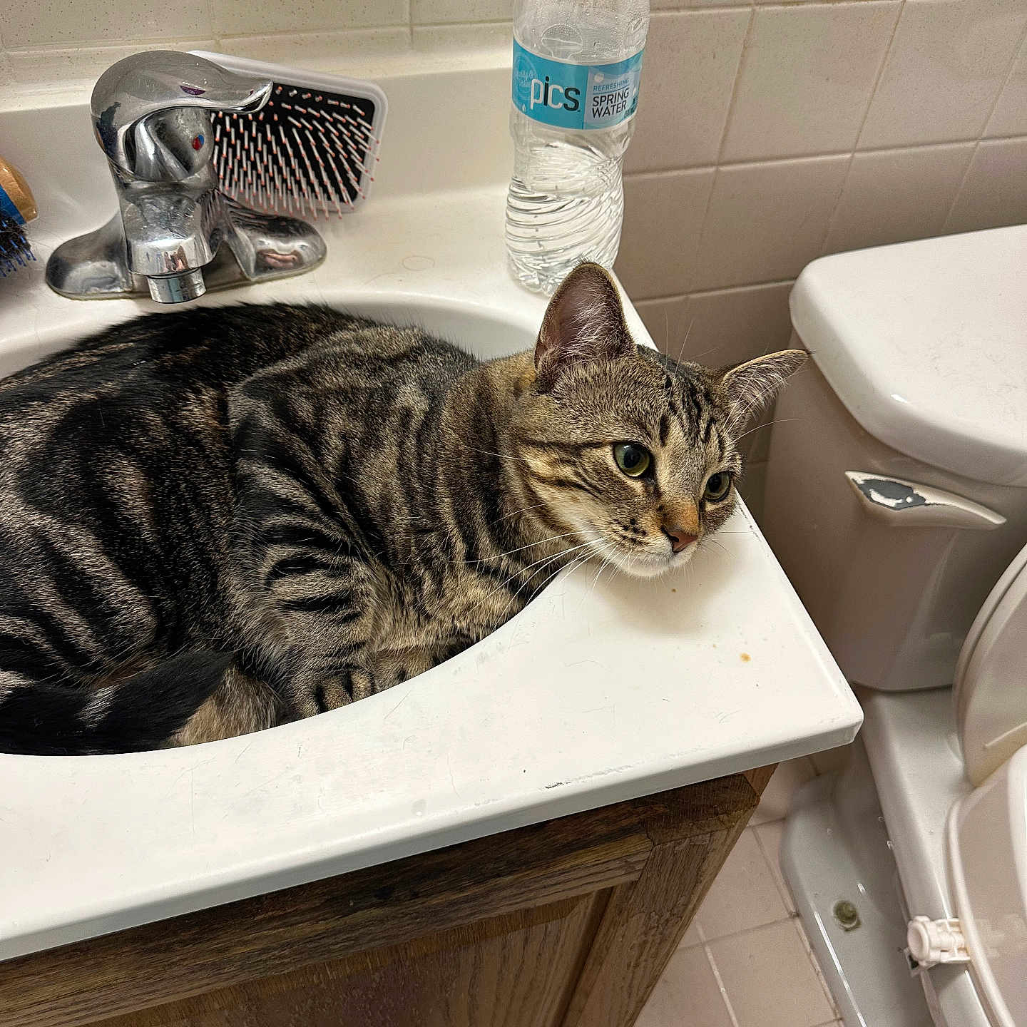 Babygirl is registered to the contest to win money with this photo: cat, tabby_cat, sink, bathroom, water_bottle, hairbrush, toilet, tile_floor, wooden_cabinet, faucet, domestic_animal, pet, animal, relaxed, curious, indoor, resting, striped_fur, whiskers, ears