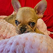 Roxxy joined the competition — help win amazing prizes! puppy, dog, close_up, ears, blanket, soft_texture, red_background, cute, pet, snuggled, fur, animal, young_dog, indoor, resting, cozy, portrait, looking, whiskers, nose