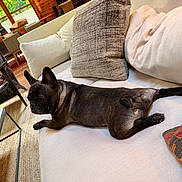 Gru is registered to the contest to win money with this photo: books, carpet, chair, couch, cozy, daylight, dog, french_bulldog, fur, greenery, home, indoor, living_room, pet, pillows, relaxed, resting, table, window, wooden_interior