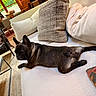 books, carpet, chair, couch, cozy, daylight, dog, french_bulldog, fur, greenery, home, indoor, living_room, pet, pillows, relaxed, resting, table, window, wooden_interior