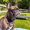 Gru joined the competition — help win amazing prizes! animal, canine, companion, cute, daylight, dog, ears, expression, fence, french_bulldog, fur, grass, greenery, mammal, nature, outdoor, pet, portrait, snout, sunlight