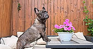 Gru is registered to the contest to win money with this photo: animal, backyard, curious, cushions, daylight, dog, flower_pot, french_bulldog, furniture, garden, grass, greenery, nature, outdoor, pet, pink_flowers, plant, sofa, table, wooden_fence