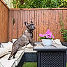 animal, backyard, curious, cushions, daylight, dog, flower_pot, french_bulldog, furniture, garden, grass, greenery, nature, outdoor, pet, pink_flowers, plant, sofa, table, wooden_fence