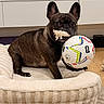 Gru is registered to the contest to win money with this photo: animal, brown_dog, cabinet, carpet, cute, dog, dog_bed, floor, french_bulldog, home_interior, indoor, looking, pet, pet_bed, playful, resting, rope_toy, security_camera, soccer_ball, toy