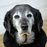 Liam joined the competition — help win amazing prizes! dog, animal, pet, portrait, closeup, mammal, face, fur, black, gray, old, indoors, looking, expression, whiskers, ears, nose, collar, canine, friendly