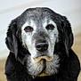 dog, animal, pet, portrait, closeup, mammal, face, fur, black, gray, old, indoors, looking, expression, whiskers, ears, nose, collar, canine, friendly