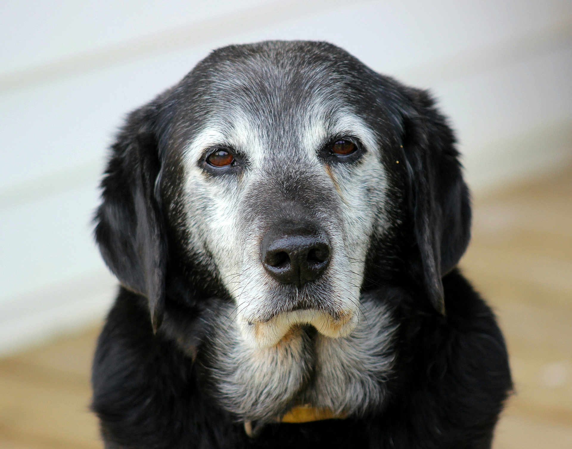 Liam joined the competition — help win amazing prizes! dog, animal, pet, portrait, closeup, mammal, face, fur, black, gray, old, indoors, looking, expression, whiskers, ears, nose, collar, canine, friendly