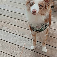 Axel joined the competition — help win amazing prizes! dog, canine, pet, outdoor, wooden_deck, fur, brown, white, camouflage_harness, animal, ears, eyes, standing, young_dog, nature, leaves, snout, paws, alert, cute