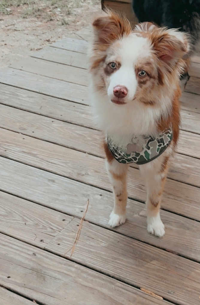 Axel joined the competition — help win amazing prizes! dog, canine, pet, outdoor, wooden_deck, fur, brown, white, camouflage_harness, animal, ears, eyes, standing, young_dog, nature, leaves, snout, paws, alert, cute