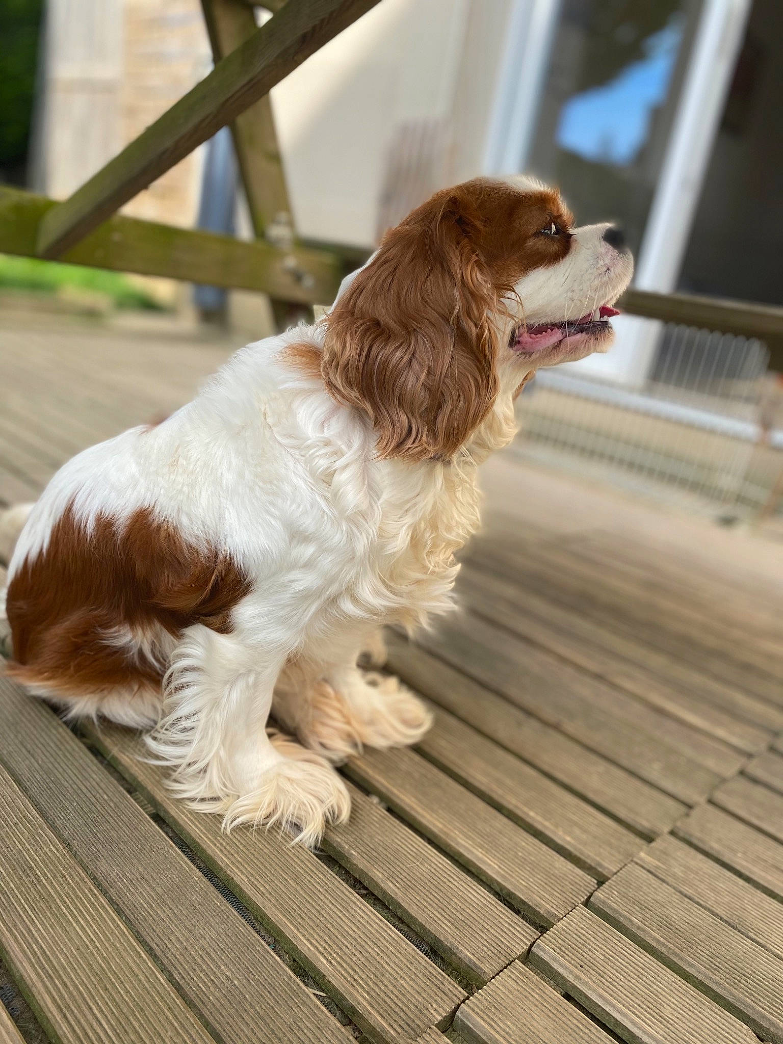 Mya a rejoint le concours — aidez-le/la à gagner de superbes lots ! canidae, carnivore, cavalier_king_charles_spaniel, companion_dog, dog, dog_breed, english_springer_spaniel, fawn, french_spaniel, king_charles_spaniel, liver, mammal, phalene, rare_breed_dog, russian_spaniel, spaniel, sporting_group, vertebrate, welsh_springer_spaniel