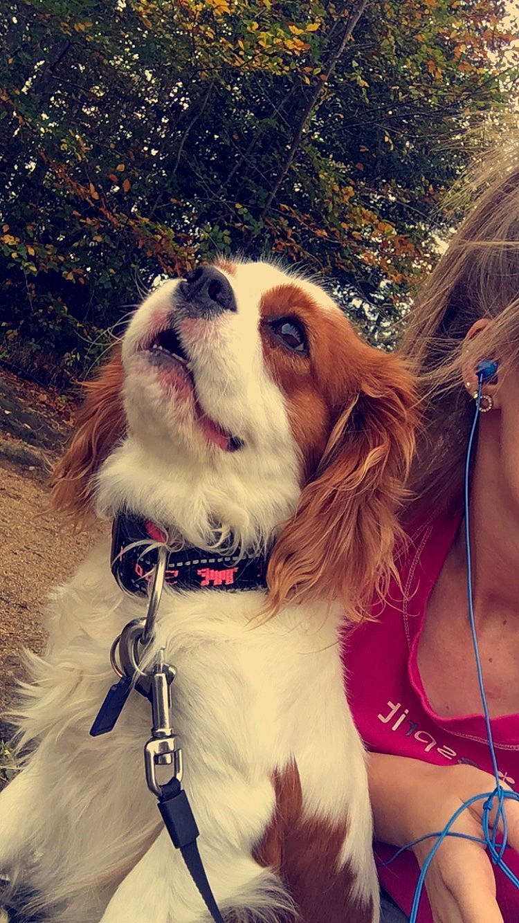 Mya a rejoint le concours — aidez-le/la à gagner de superbes lots ! canidae, carnivore, cavalier_king_charles_spaniel, companion_dog, dog, dog_breed, fur, king_charles_spaniel, kooikerhondje, leash, phalene, puppy_love, rare_breed_dog, snout, spaniel, sporting_group, toy_dog, welsh_springer_spaniel