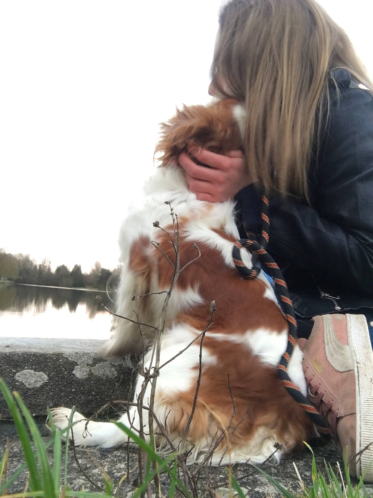 Mya a rejoint le concours — aidez-le/la à gagner de superbes lots ! canidae, carnivore, cavalier_king_charles_spaniel, cocker_spaniel, companion_dog, dog, dog_breed, english_cocker_spaniel, english_springer_spaniel, fawn, fur, kooikerhondje, spaniel, sporting_group, welsh_springer_spaniel