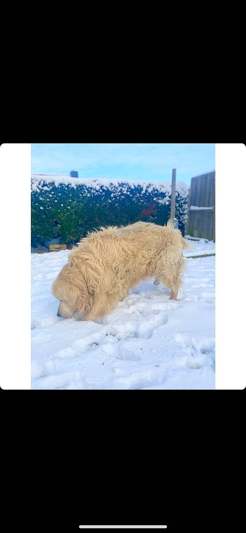 Bethoveen a rejoint le concours — aidez-le/la à gagner de superbes lots ! alpaca, canidae, carnivore, dog_breed, felidae, freezing, fur, grass, labradoodle, precipitation, rectangle, sky, slope, small_to_medium_sized_cats, snow, sporting_group, tail, terrier, winter, wood