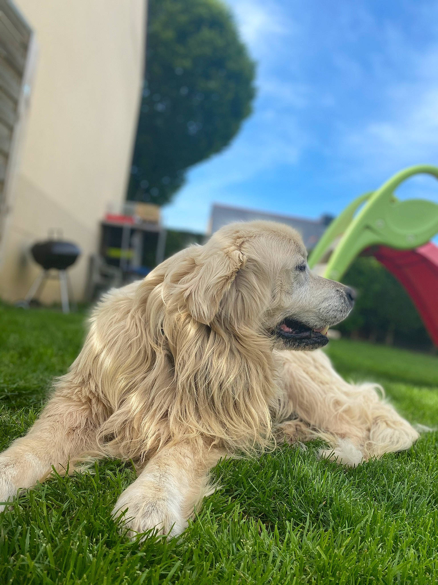 Bethoveen a rejoint le concours — aidez-le/la à gagner de superbes lots ! canidae, carnivore, chair, cloud, companion_dog, dog, dog_breed, dog_collar, fur, grass, lawn, plant, retriever, sky, snout, sporting_group, terrier, toy_dog, window, working_animal