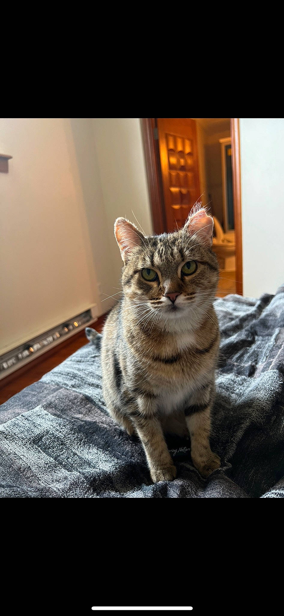 Pixie is registered to the contest to win money with this photo: carnivore, cat, claw, comfort, domestic_short_haired_cat, door, felidae, flooring, fur, grey, hardwood, paw, sitting, small_to_medium_sized_cats, tail, terrestrial_animal, whiskers, wildlife, window, wood