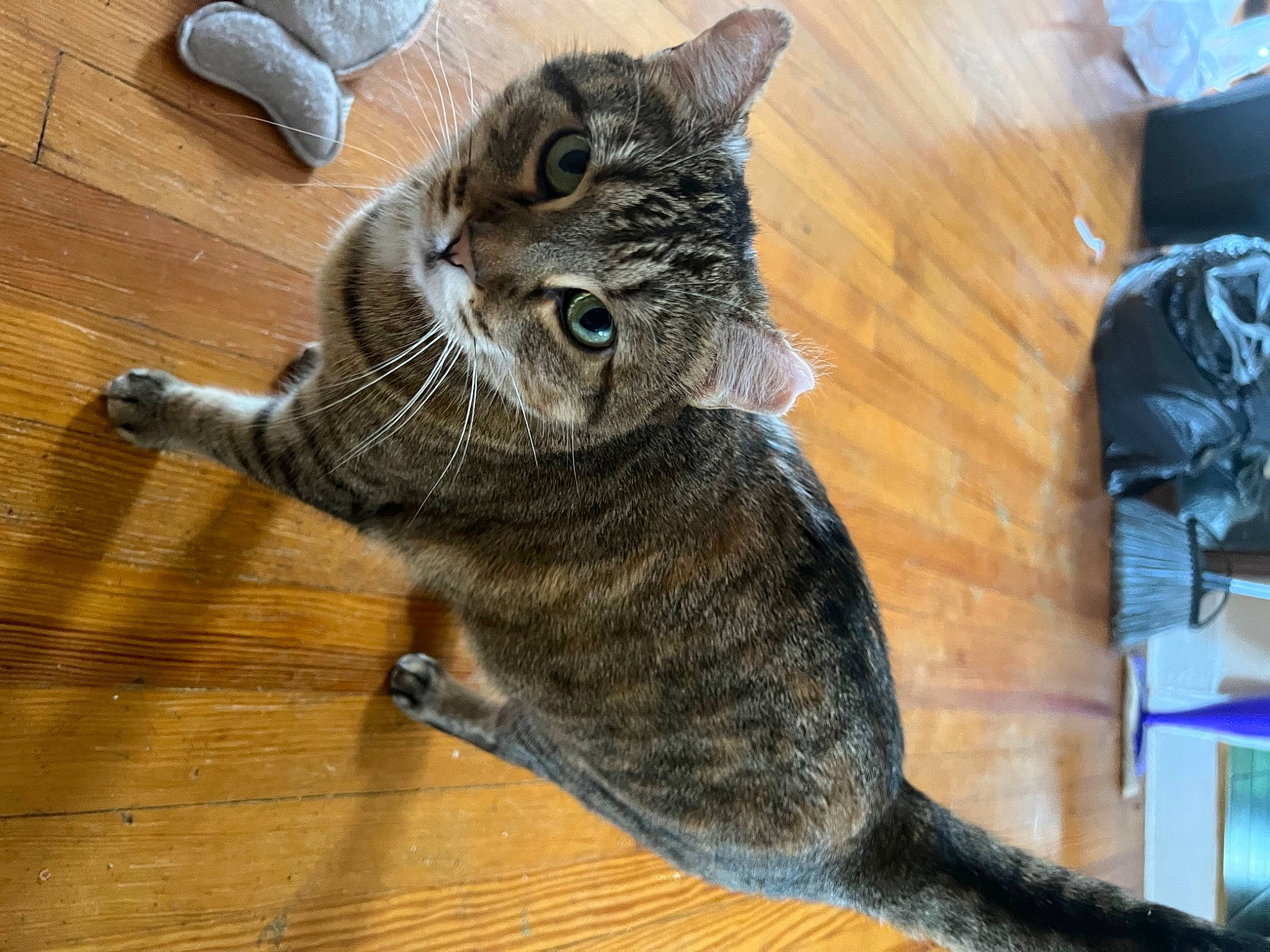 Pixie is registered to the contest to win money with this photo: carnivore, cat, claw, comfort, domestic_short_haired_cat, felidae, flooring, fur, hardwood, laminate_flooring, paw, small_to_medium_sized_cats, snout, tail, terrestrial_animal, varnish, whiskers, wood, wood_flooring, wood_stain